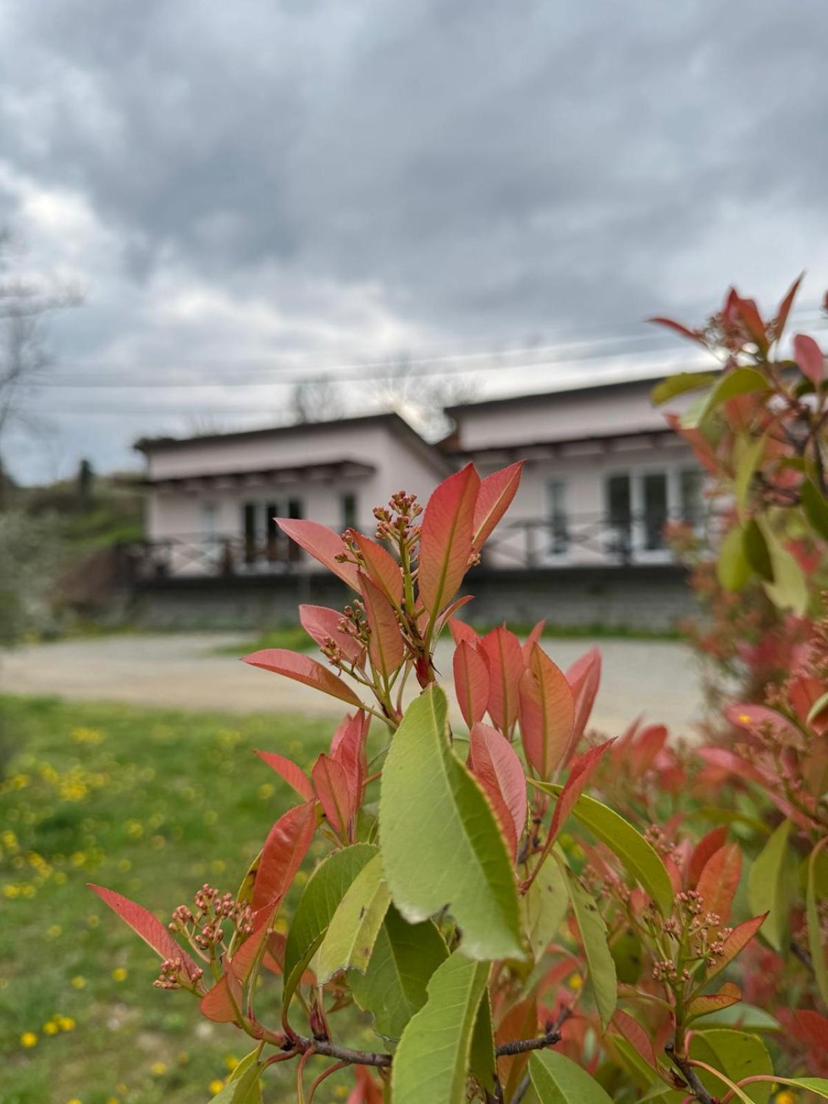 Bora Kuce Na Reci Vila Belgrado Exterior foto